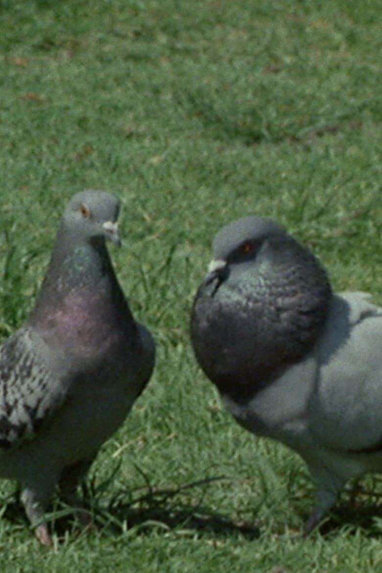 Pigeons in the Square