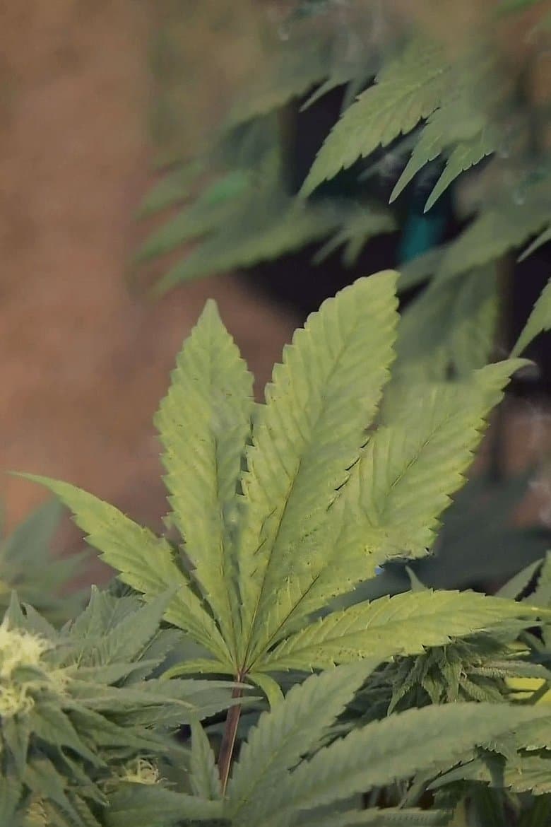 Weed: A Dr. Sanjay Gupta Special