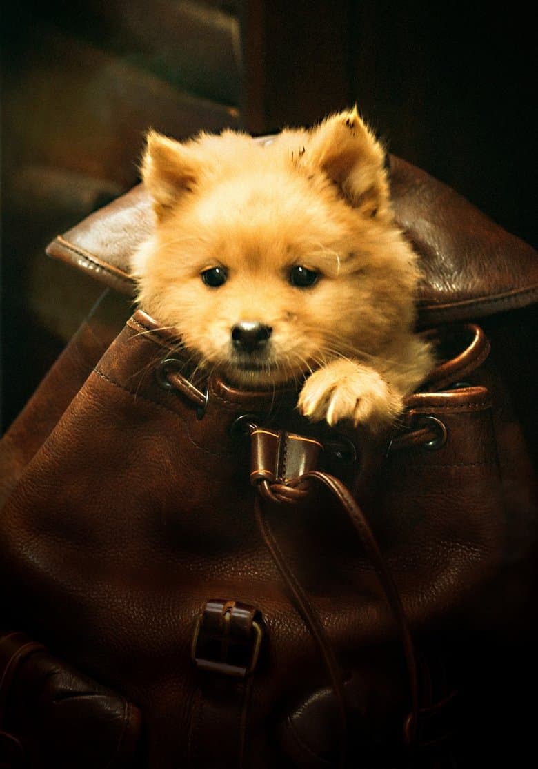 Hachiko