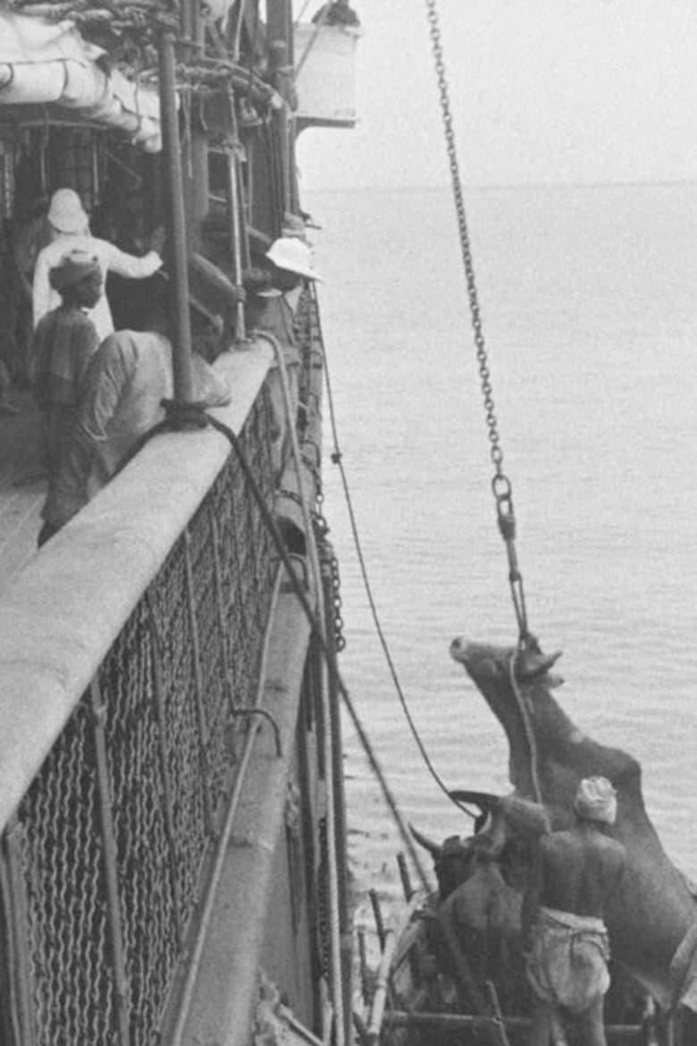 Embarquement d'un bœuf à bord d'un navire