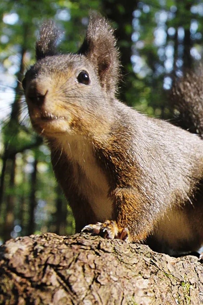 Going Nuts: Tales from the Squirrel World