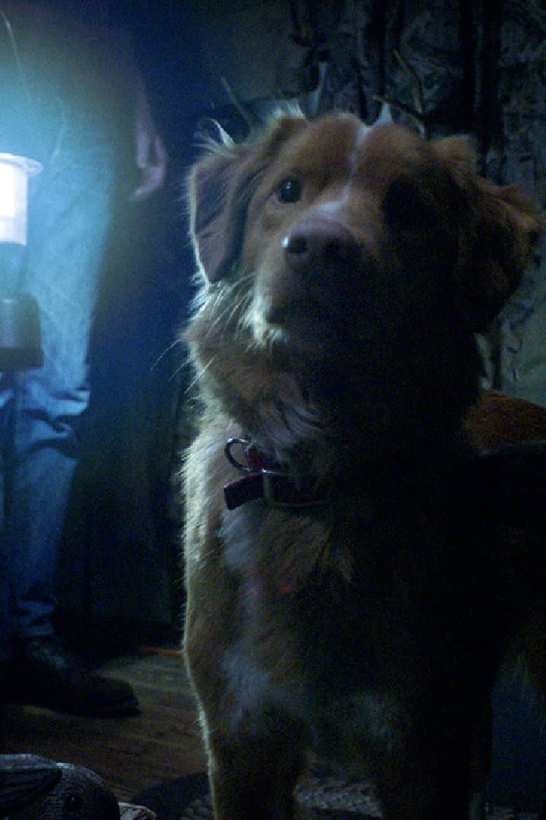 Good Boy