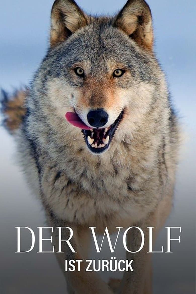 Wolf: Wanderer Without Borders