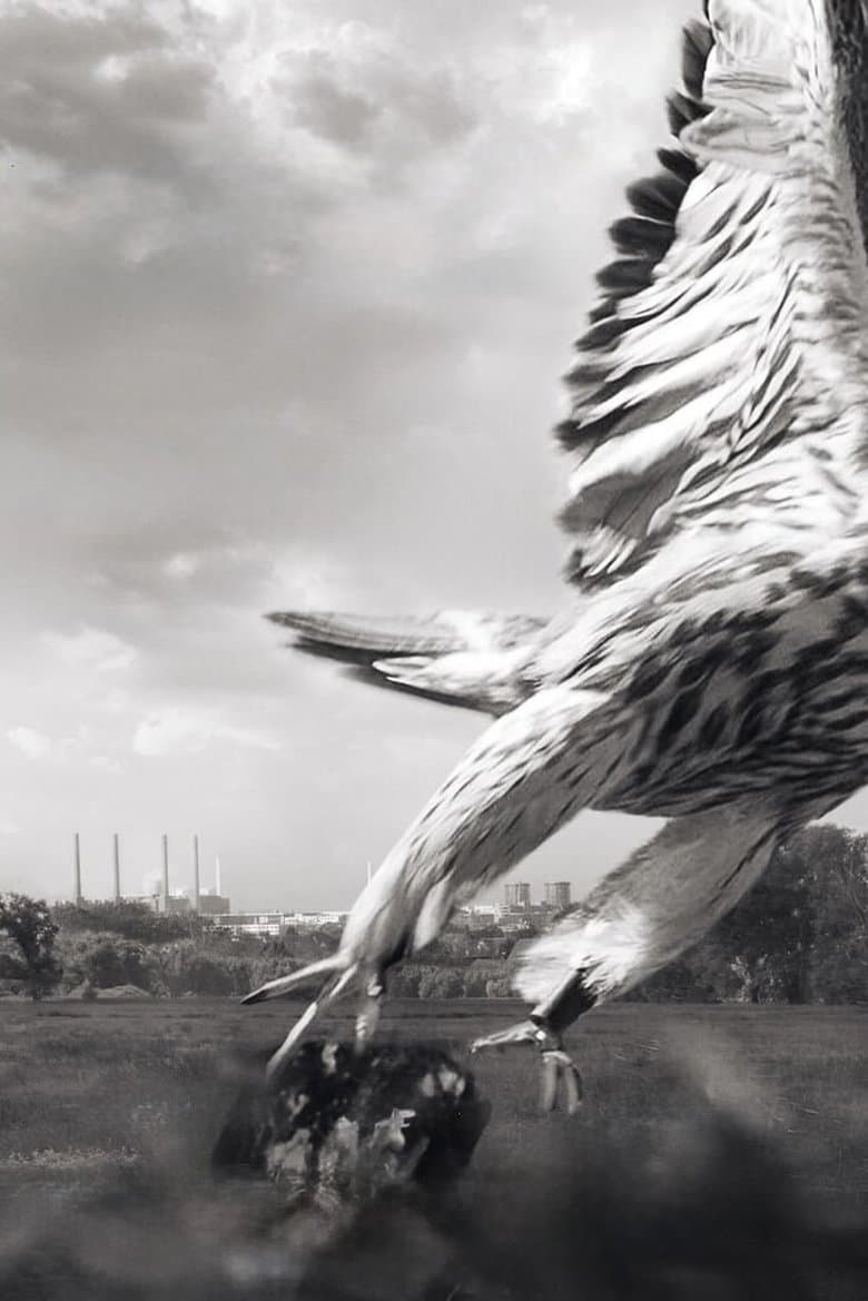 My Falcon