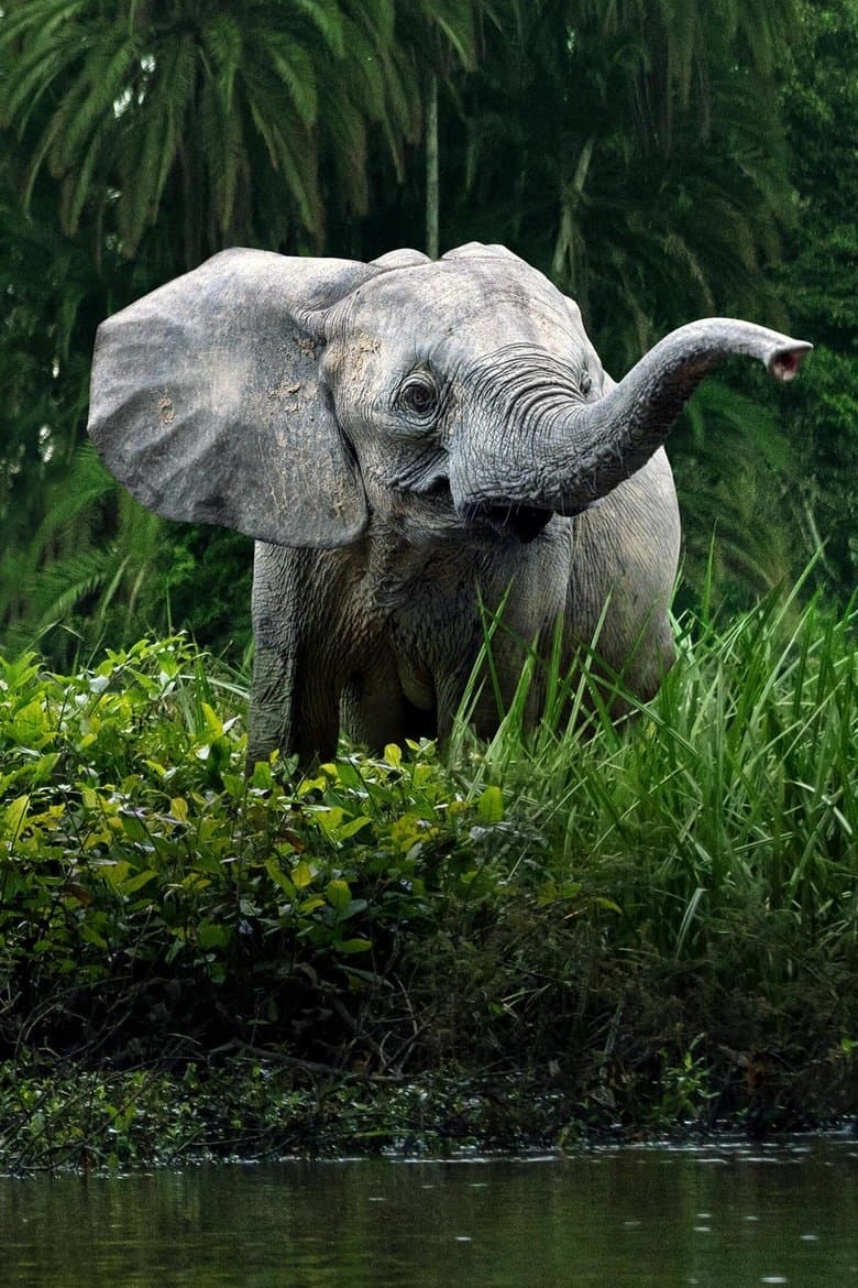 Secrets of the Elephants