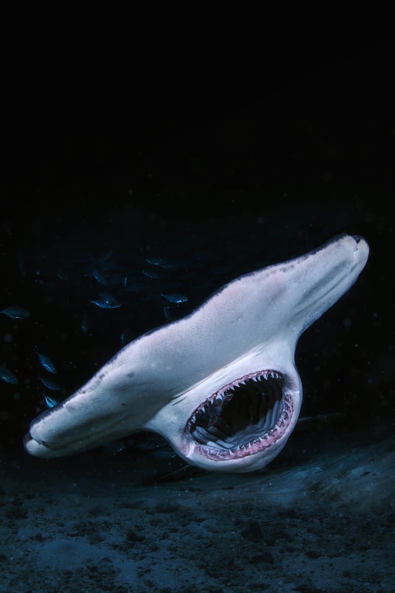 When Sharks Attack... and Why